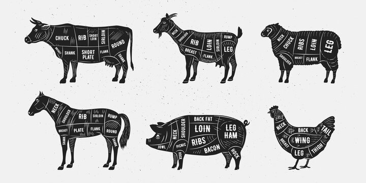 Butcher diagram, scheme set. Trendy vintage hand-drawn style. Lamb, Pork, Goat, Chicken, Horse, Beef meat cuts. Cuts of meat set for butchery, meat shop, restaurant, grocery store. Vector illustration