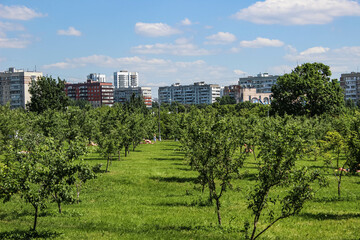 Fototapeta na wymiar Young trees growing in the meadow and the city visible behind