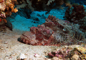 A Bearded Scorpionfish resting under a rock Boracay Island Philippines