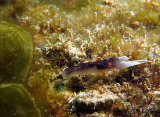 A Chelidonura Amoena nudibranch Boracay Island Philippines