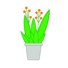 flower in flowerpot