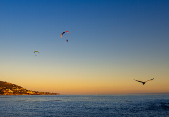 Parasailers over Laguna beach California at sunset with a flying seagull