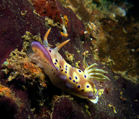 Goniobranchus Kuniei Nudibranch crawling Boracay Island Philippines