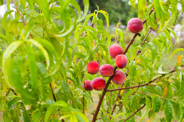 Peach tree with ripe juicy red peaches in the garden in summer. Growing and caring for an orchard