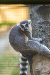 Lemur