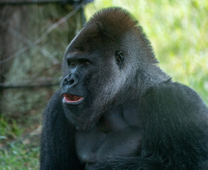 Obraz premium Gorilla OMG