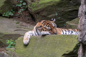 Lazy tiger