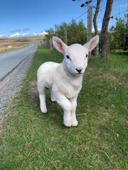 Fototapeta premium sheep in a field