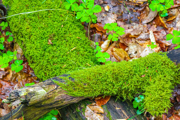 Sawed eaten tree stump and wood on forest floor Germany.