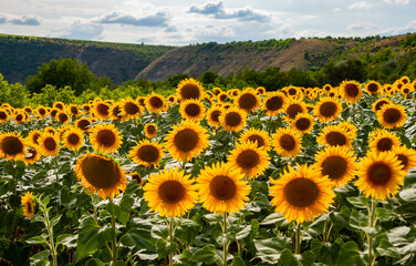Obraz premium sunflower field with sky