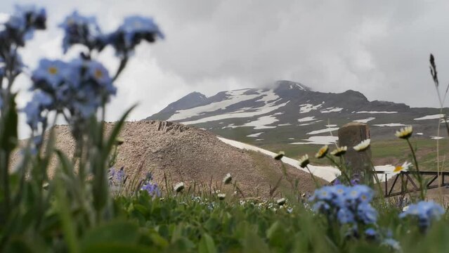 Mountain peak with snow and mountain flowers and grass growing on slopes and mountains. Natural summer beautiful landscape.