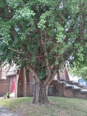 Fototapeta na wymiar old tree