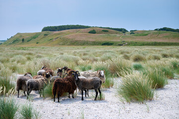 Weiße und braune Schafe der Rasse "Guteschaf" an der Nordspitze Issehoved der dänischen Ostsee Insel Samsø im Sommer