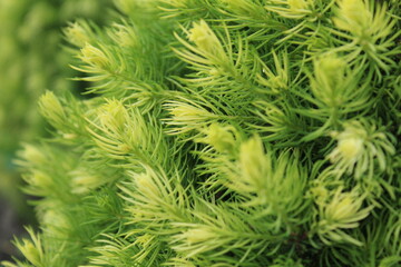 coniferous tree with green needles. cultivation of coniferous lei. Yard design