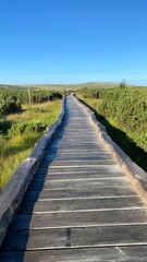 Obraz premium Boardwalk in the swamp