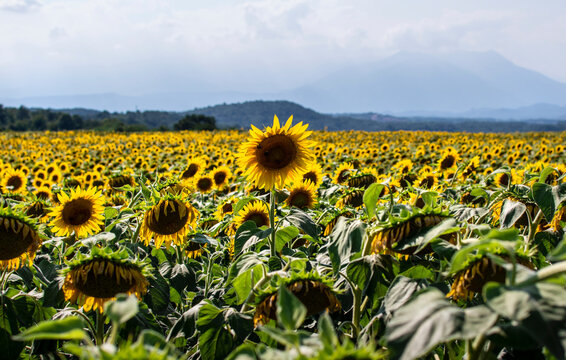 Sunflowers field in the summer, Viverone lake, Piemonte, Italy
