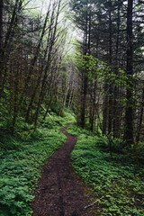 Path the Woods