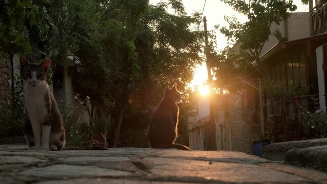 Street cats on old picturesque Greek street during sunset.