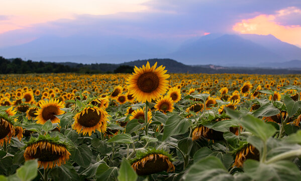Sunflowers field in the summer at sunset, Viverone lake, Piemonte, Italy
