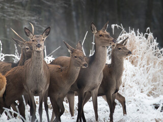Fototapeta premium Beautiful herd of red deer, Cervus elaphus, on a white meadow in the snow, large forest animals in the game refuge, nature reserve in winter, beautiful snow-covered meadow and wild animals