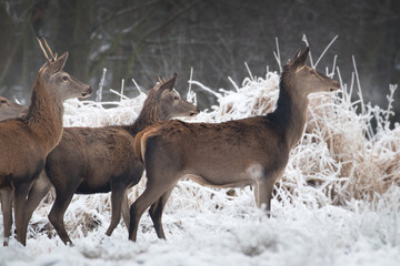 Beautiful herd of red deer, Cervus elaphus, on a white meadow in the snow, large forest animals in the game refuge, nature reserve in winter, beautiful snow-covered meadow and wild animals