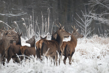 Beautiful herd of red deer, Cervus elaphus, on a white meadow in the snow, large forest animals in the game refuge, nature reserve in winter, beautiful snow-covered meadow and wild animals