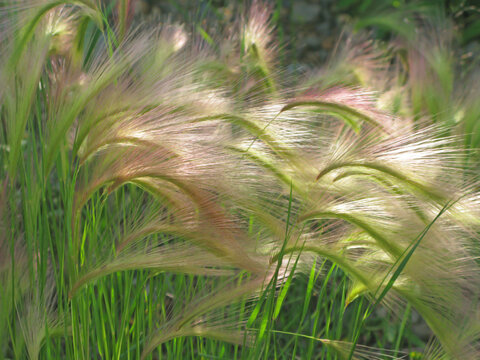 Abstract wind swept Foxtail Barley grasses