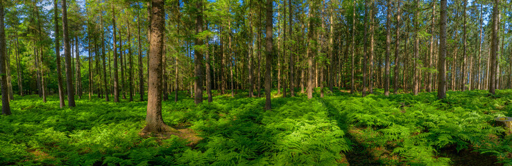 Fototapeta na wymiar Panorama view of adorable forest with fern plant. Forest with trees and fern plant on the ground. Forest landscape.