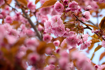 Blushing Pink2