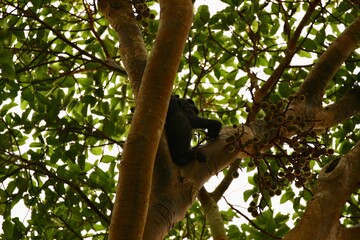 chimpanzee in a tree on safari in uganda