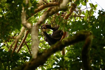 chimpanzee in a tree on safari in uganda