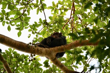 chimpanzee in a tree on safari in uganda