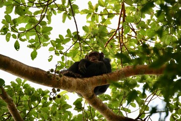 chimpanzee in a tree on safari in uganda