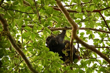 chimpanzee in a tree on safari in uganda