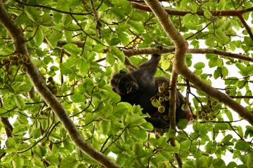chimpanzee in a tree on safari in uganda