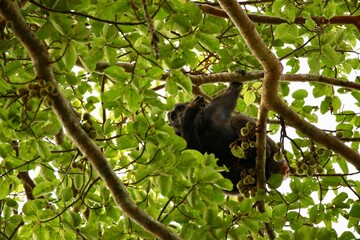 chimpanzee in a tree on safari in uganda
