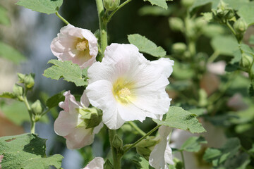Obraz na płótnie Canvas White flowers of common hollyhock (Alcea rosea) plant close-up in summer garden