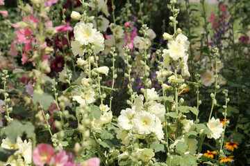 Flowering common hollyhock (Alcea rosea) plants with flowers of different colors in summer garden