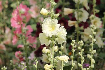 Pale yellow flowers of common hollyhock (Alcea rosea) plant close-up in summer garden - 516085918