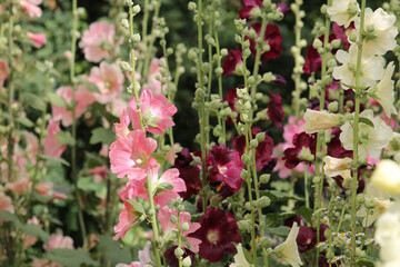 Flowering common hollyhock (Alcea rosea) plants with flowers of different colors in summer garden