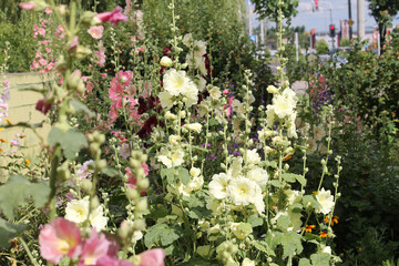 Flowering common hollyhock (Alcea rosea) plants with flowers of different colors in summer garden
