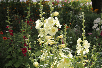 Pale yellow flowers of common hollyhock (Alcea rosea) plant in summer garden