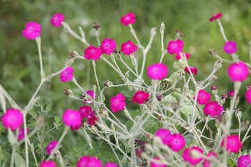 Flowering rose campion (Silene coronaria, syn. Lychnis coronaria) plant with pink flowers in summer garden