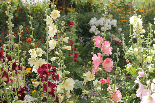 Flowering common hollyhock (Alcea rosea) plants with flowers of different colors in summer garden