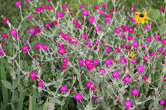 Flowering rose campion (Silene coronaria, syn. Lychnis coronaria) plant with pink flowers in summer garden