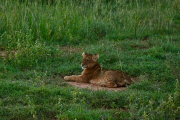 baby lion posing on the ground in the savanna uganda