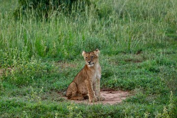 baby lion posing on the ground in the savanna uganda
