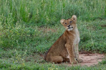 baby lion posing on the ground in the savanna uganda