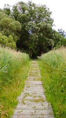 footpath in the park