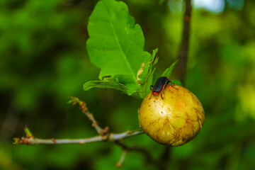 Obraz premium Red black Cantharis pellucida soft bodied beetle on fruit Germany.